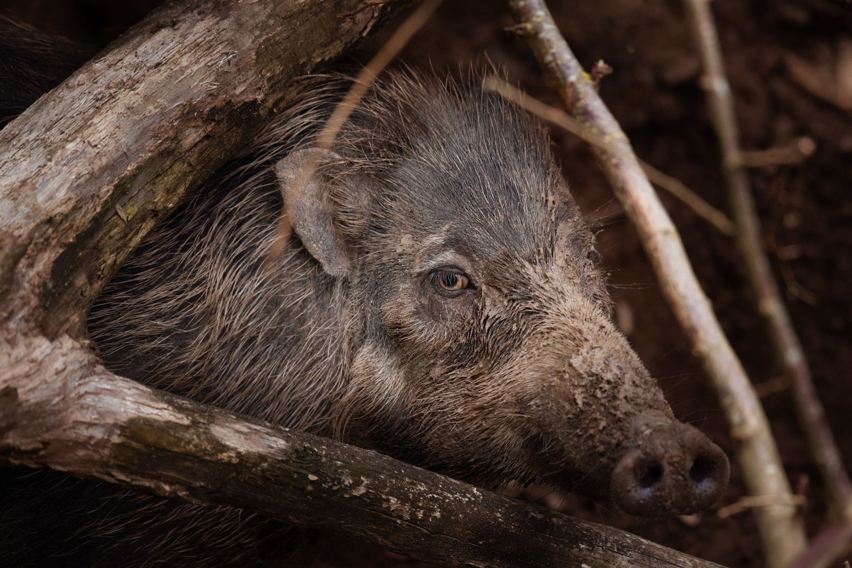 Visayan Warty Pig 2021 04