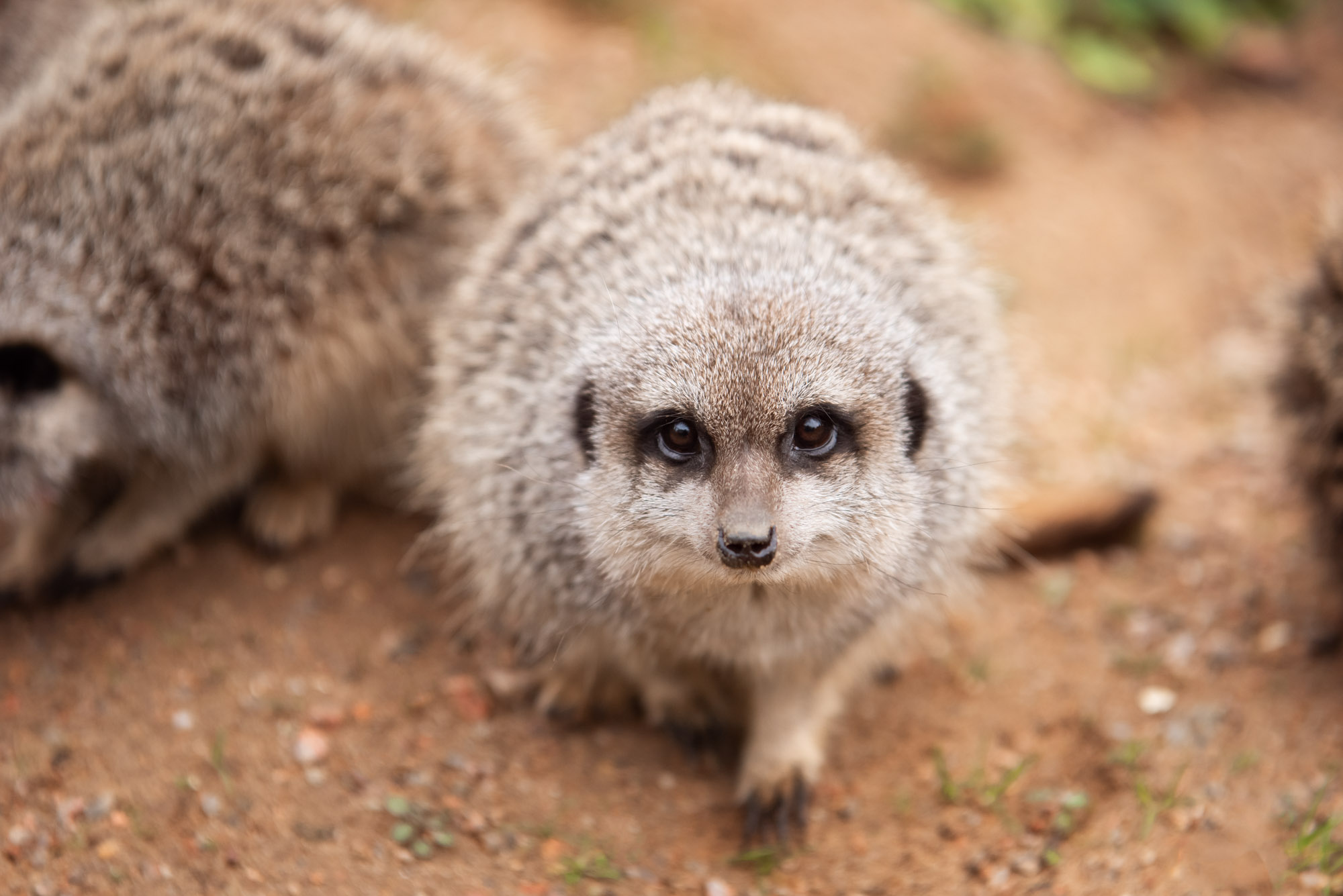 Slender Tailed Meerkat 2021 07