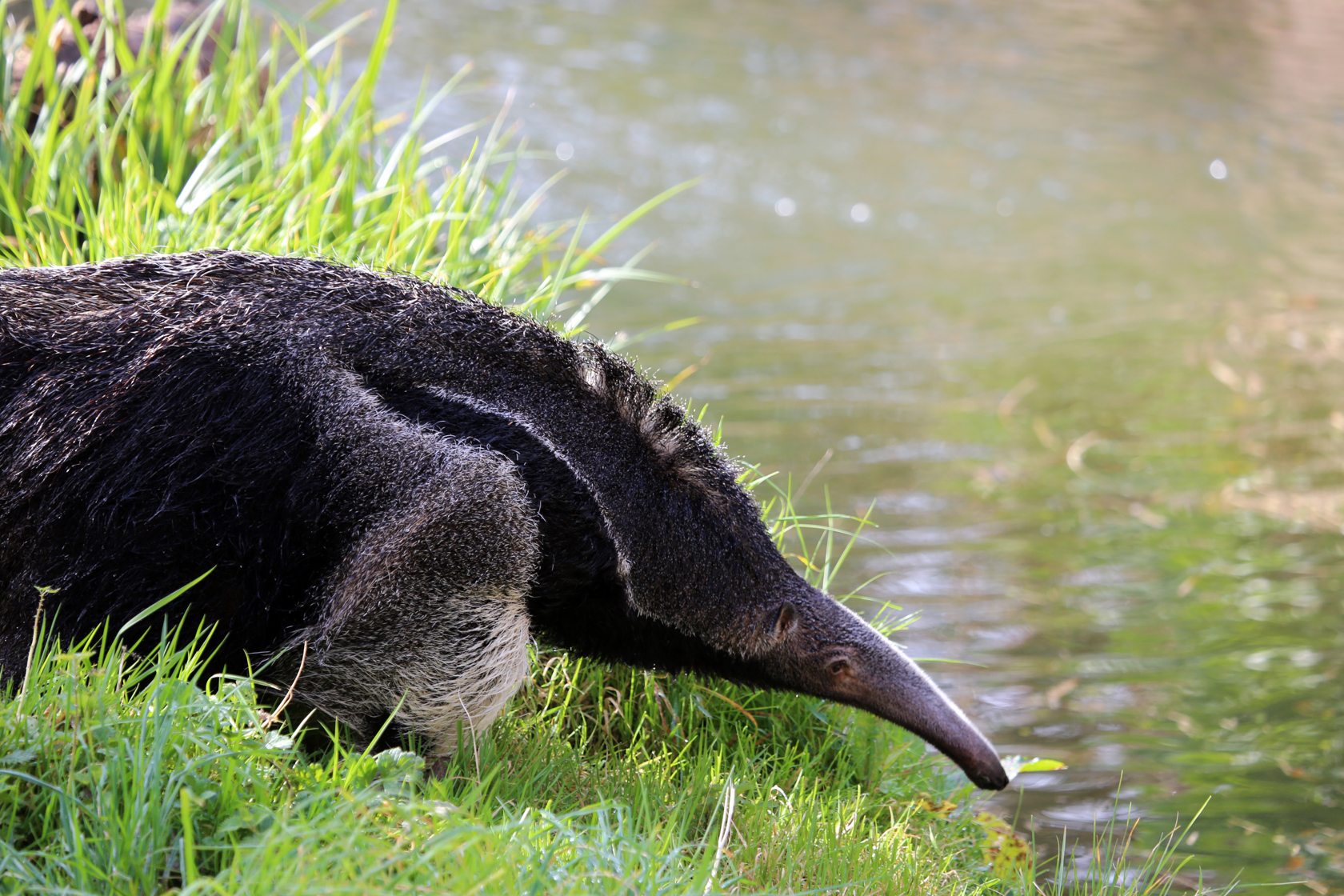 Giantanteater Tlang09