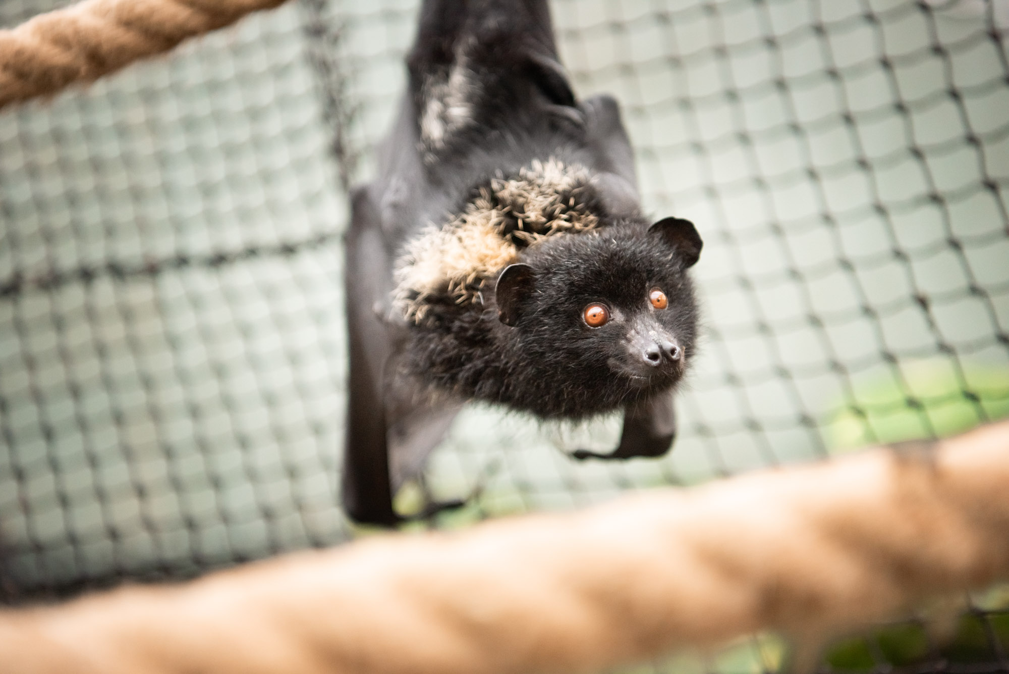 Fruit Bat Encounter | Durrell