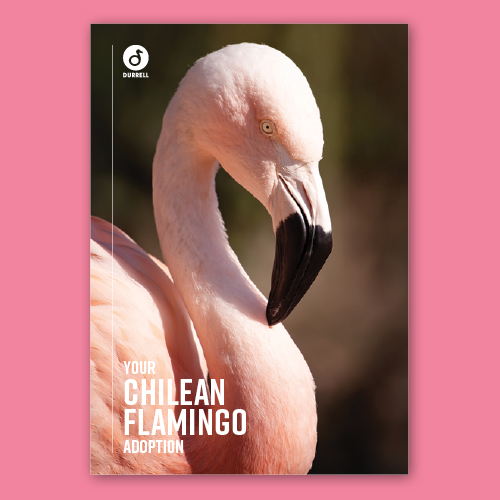 Dwct Adoptions Flamingo3