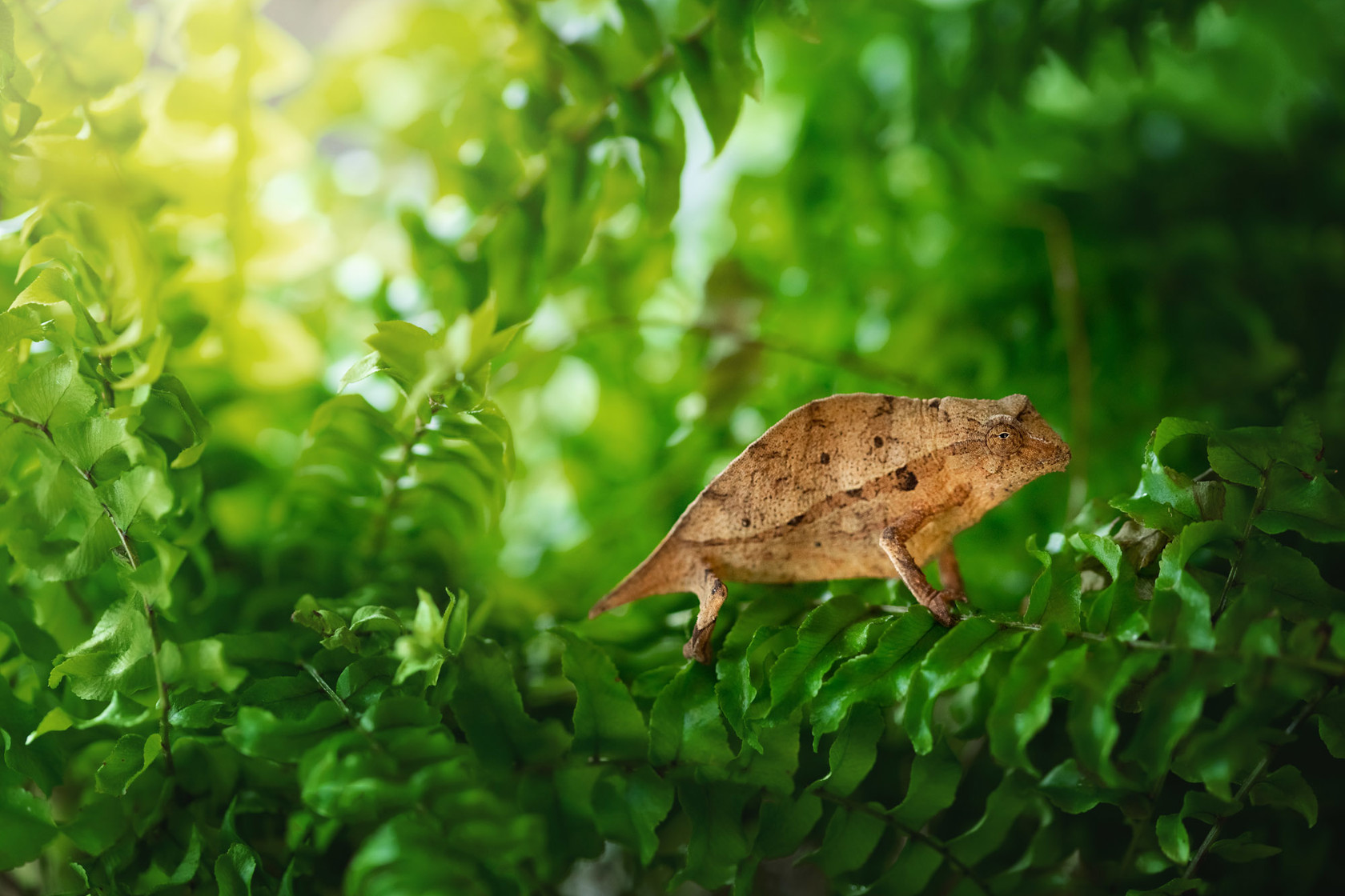 Bearded Pygmy Chameleon 2021 08