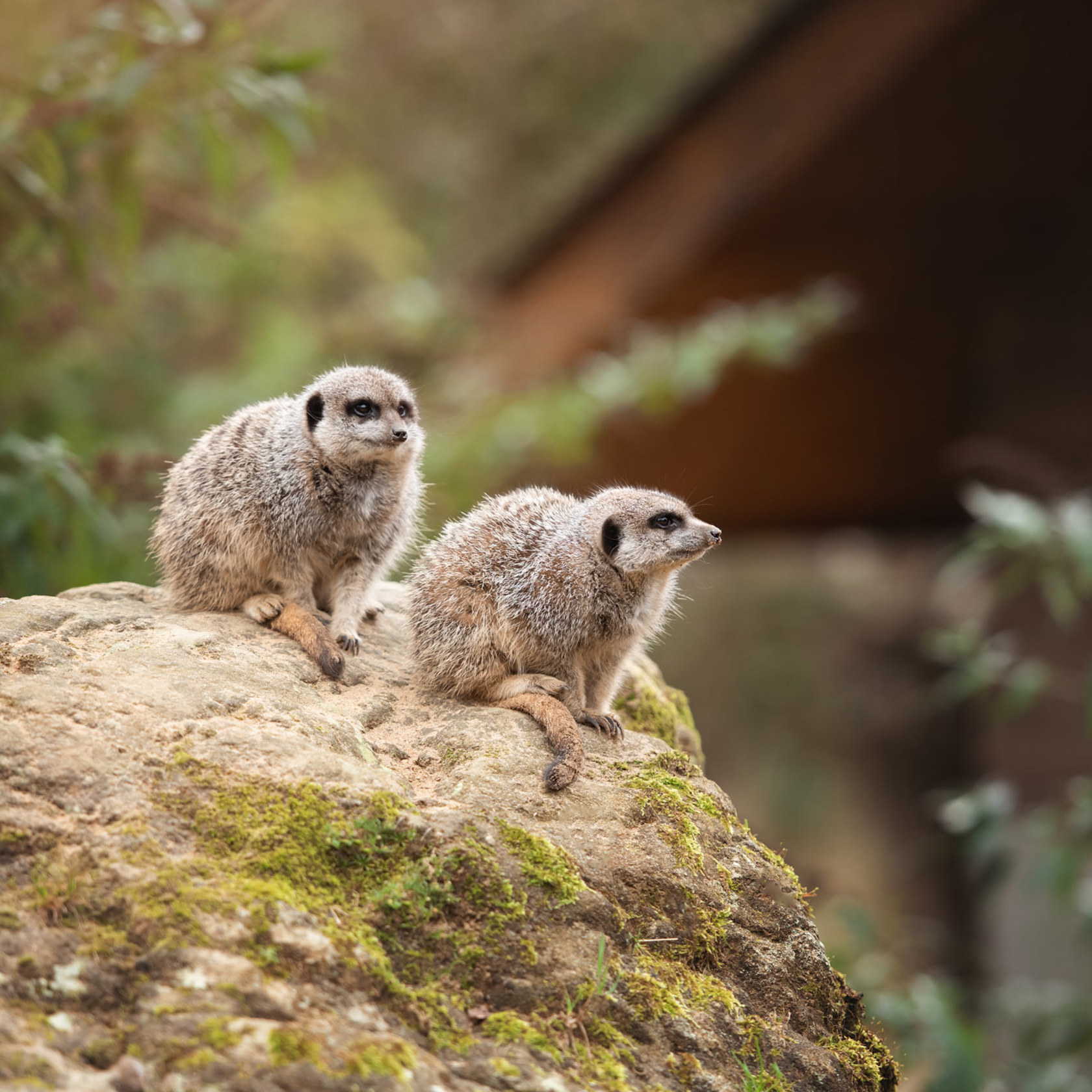 Two Slender Tailed Meerkats perch on a rock at Jersey Zoo