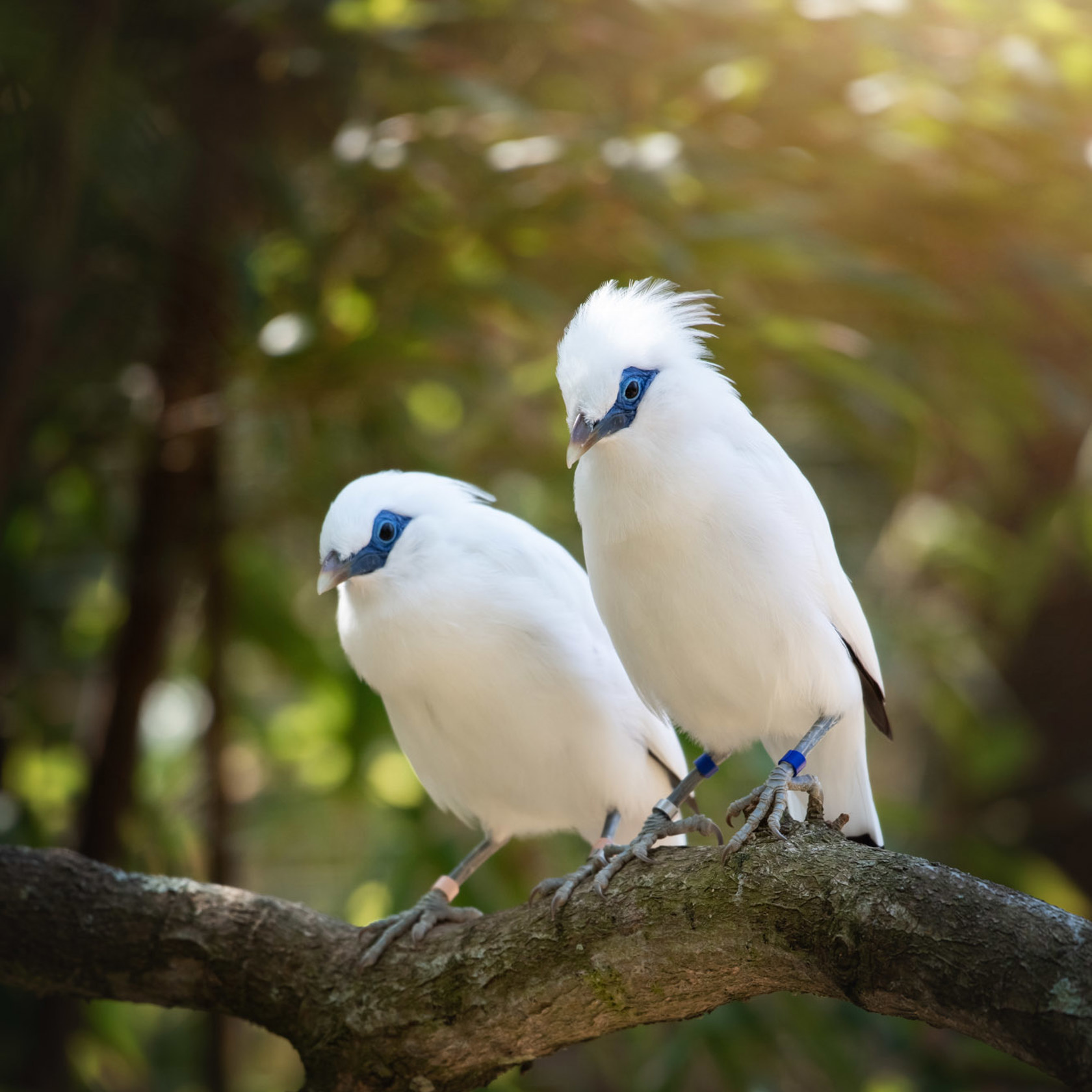 Bali Starling 2021 07