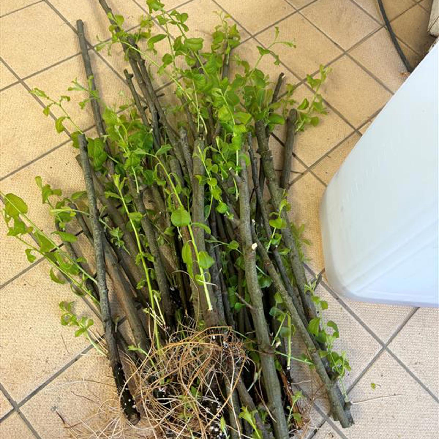 Grow Willow