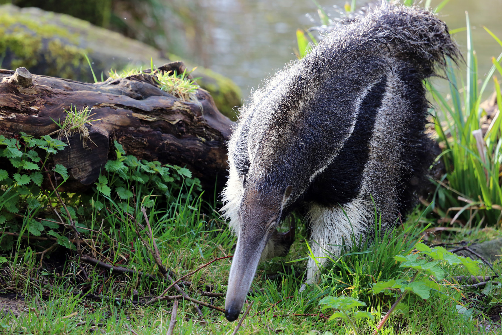 Giantanteater Tlang13