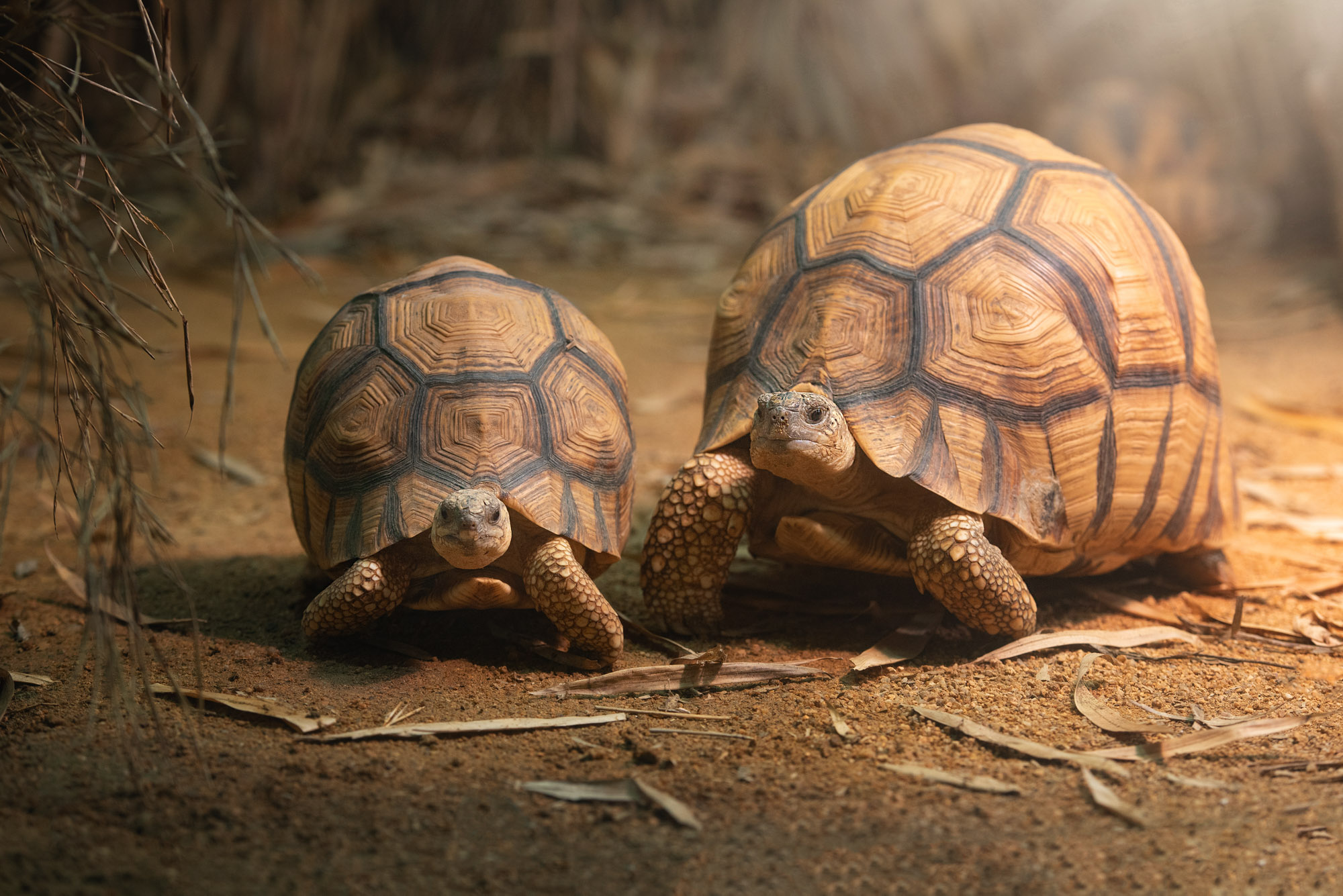 Two Ploughshare Tortoises at Jersey Zoo