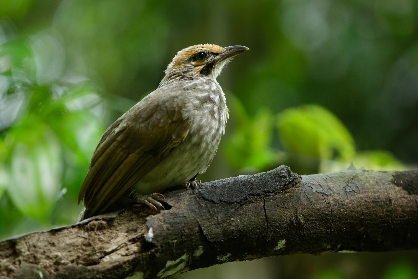 Strawheadedbulbul Hires