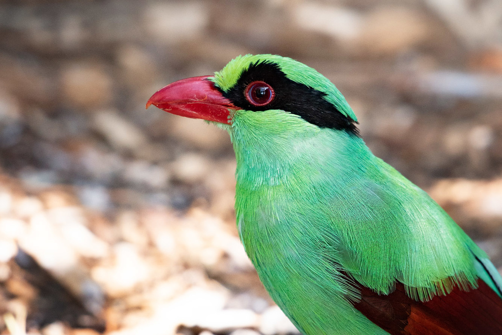 Javan Green Magpie 2021 09