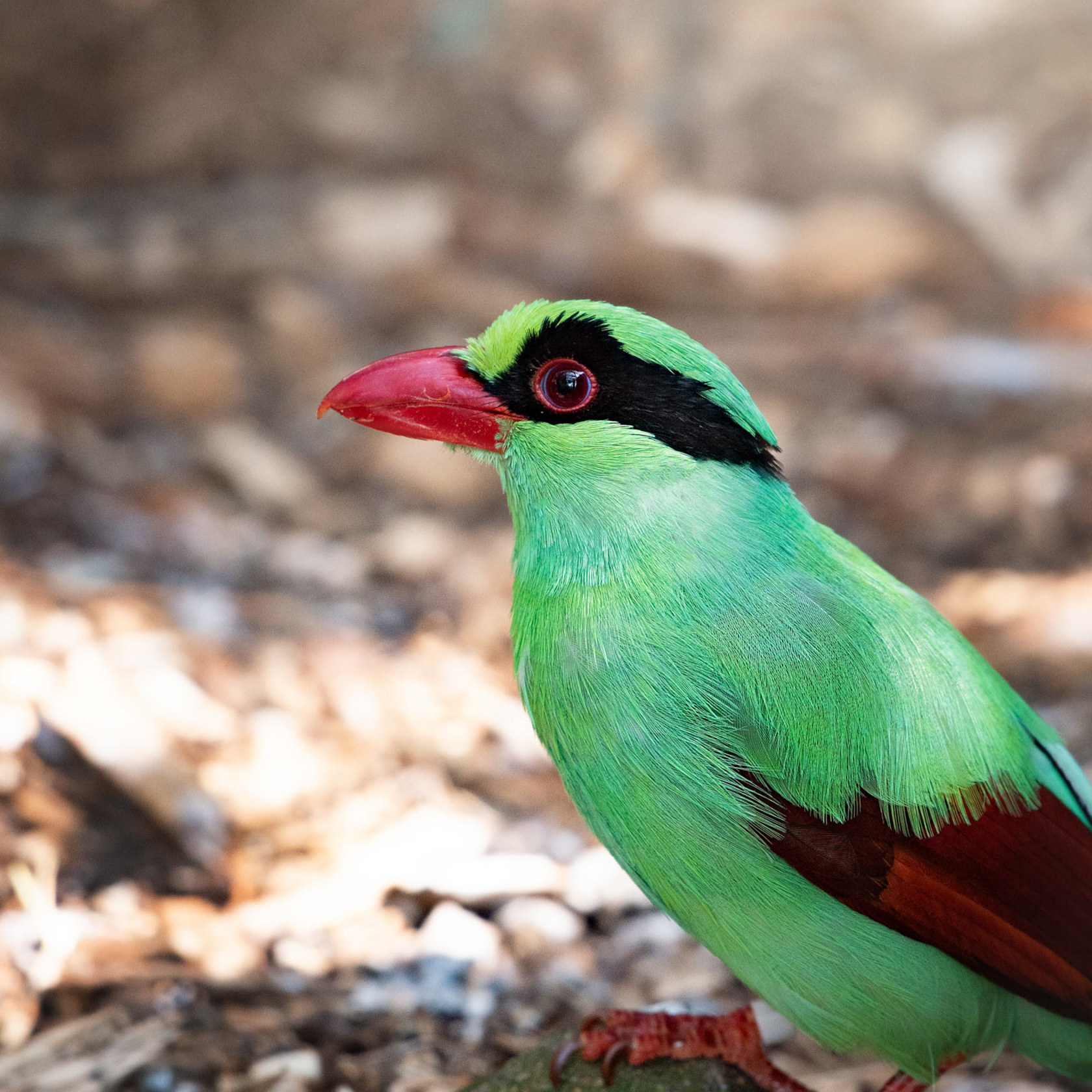 Javan Green Magpie 2021 09