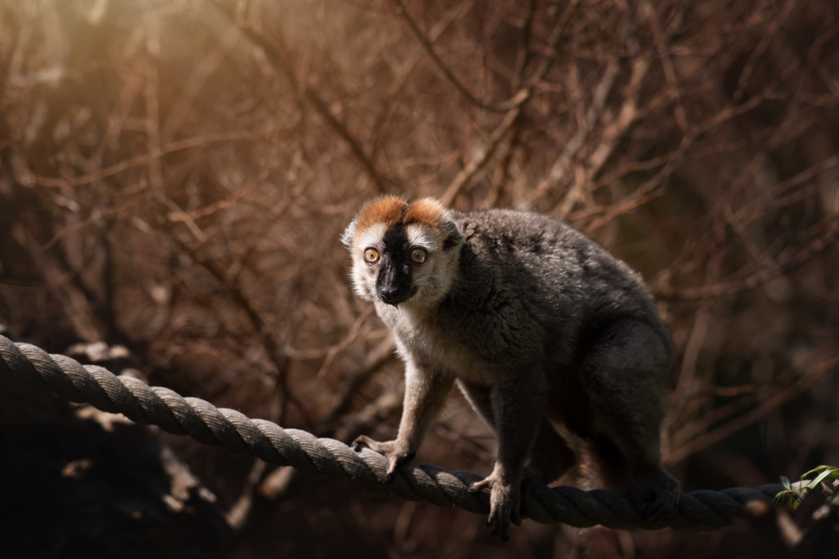 Red Brown Lemur 2021 01