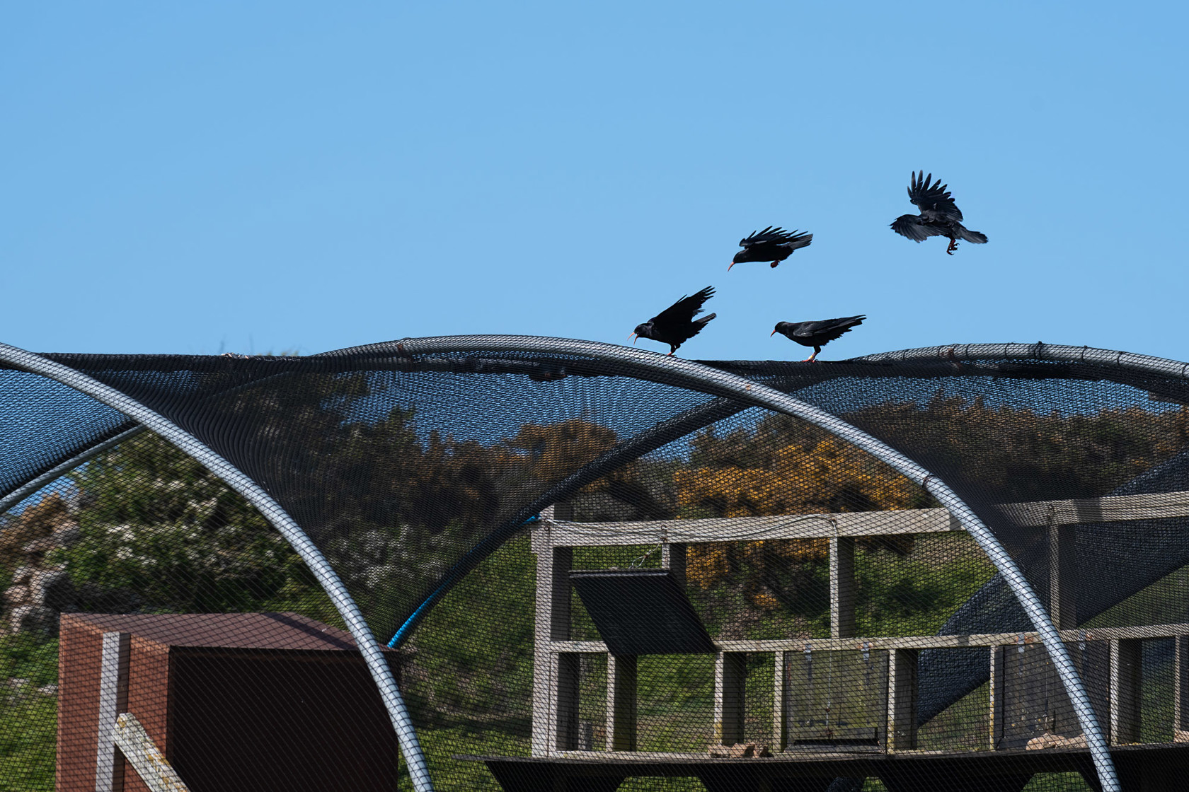 Choughs At Sorel 2021 02