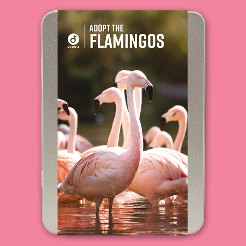 Dwct Adoptions Flamingo2