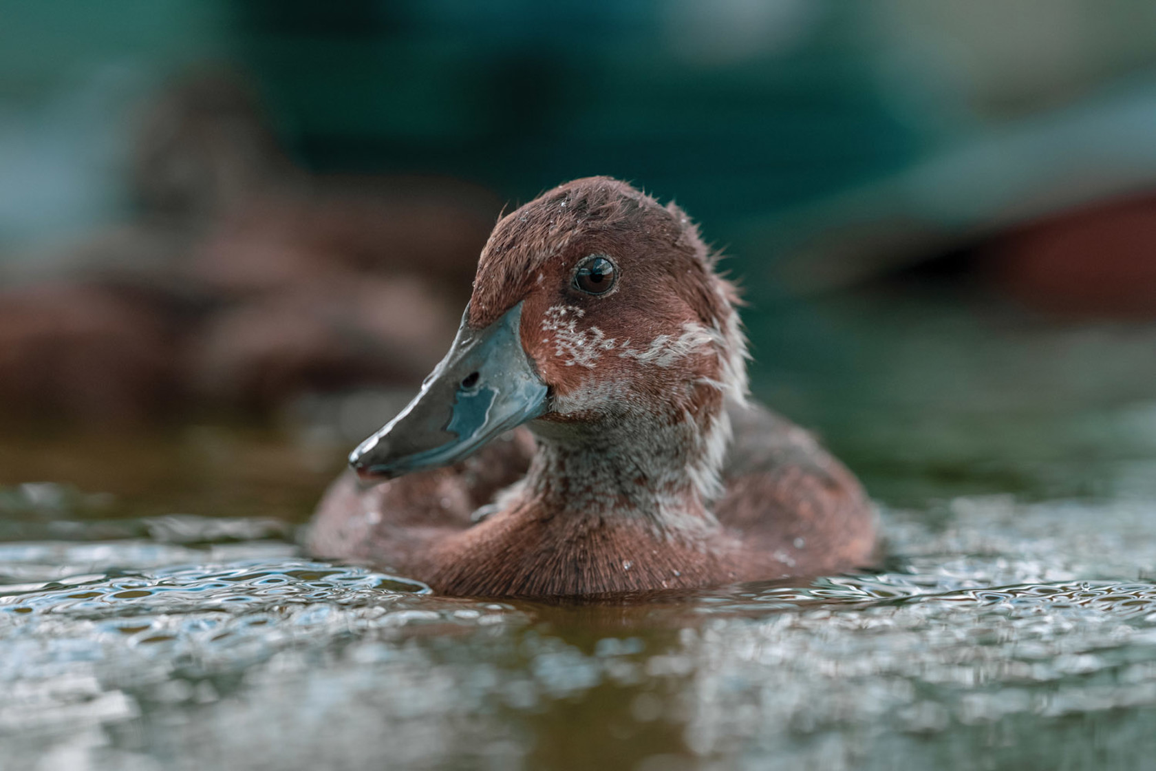 Madagascar pochard floats on the water